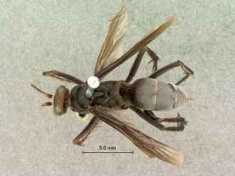 images/Afropompilus_vitripennis_SAM-HYM-A002350_habitus_dorsal_330.jpg