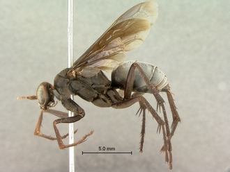 images/Afropompilus_vitripennis_SAM-HYM-A002350_habitus_lateral_330.jpg