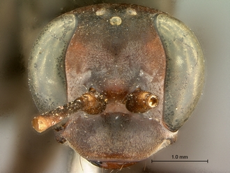 images/Afropompilus_vitripennis_SAM-HYM-A002350_head_frontal_330.jpg