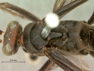 images/Afropompilus_vitripennis_SAM-HYM-A002350_head_mesosoma_dorsal_330.jpg
