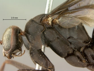 images/Afropompilus_vitripennis_SAM-HYM-A002350_head_mesosoma_lateral_330.jpg