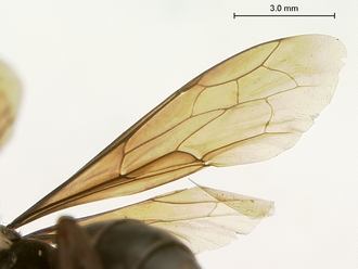 images/Afropompilus_vitripennis_SAM-HYM-A002350_wing_330.jpg