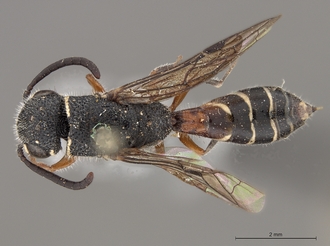 Sapygina_braunsi_SAM-HYM-A004149_habitus_dorsal
