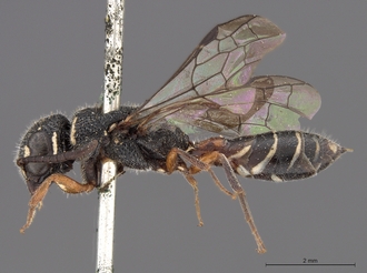 Sapygina_braunsi_SAM-HYM-A004149_habitus_lateral