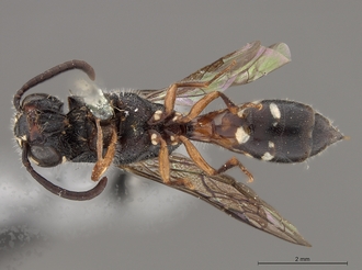Sapygina_braunsi_SAM-HYM-A004149_habitus_ventral