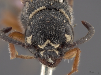 Sapygina_braunsi_SAM-HYM-A004149_head_anterior