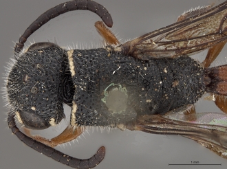 Sapygina_braunsi_SAM-HYM-A004149_head_me_dorsal