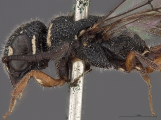 Sapygina_braunsi_SAM-HYM-A004149_head_me_lateral