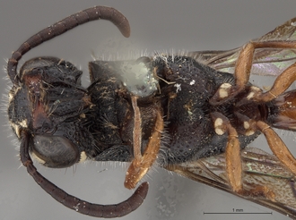 Sapygina_braunsi_SAM-HYM-A004149_head_me_ventral