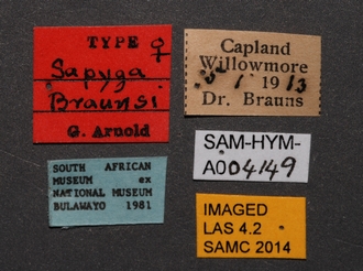 Sapygina_braunsi_SAM-HYM-A004149_labels