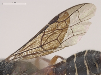 Sapygina_braunsi_SAM-HYM-A004149_wings