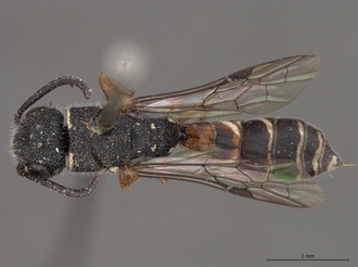 Sapygina_enderleini_SAM-HYM-A004132_habitus_dorsal