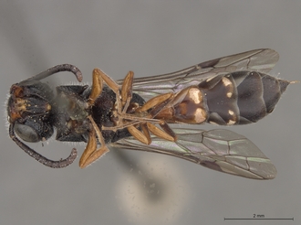 Sapygina_enderleini_SAM-HYM-A004132_habitus_ventral