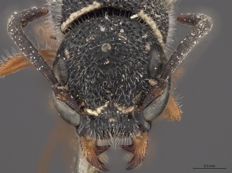 Sapygina_enderleini_SAM-HYM-A004132_head