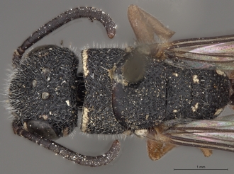 Sapygina_enderleini_SAM-HYM-A004132_head_me_dorsal