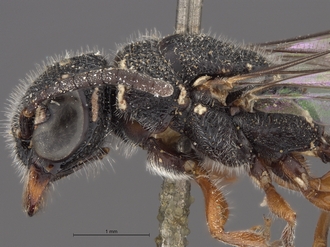 Sapygina_enderleini_SAM-HYM-A004132_head_me_lateral
