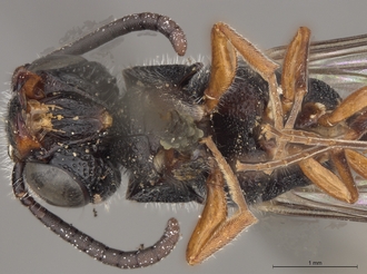 Sapygina_enderleini_SAM-HYM-A004132_head_me_ventral