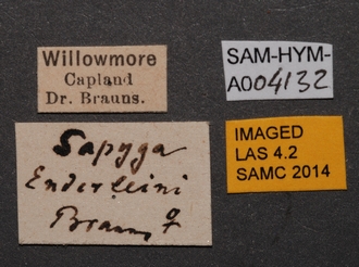 Sapygina_enderleini_SAM-HYM-A004132_labels