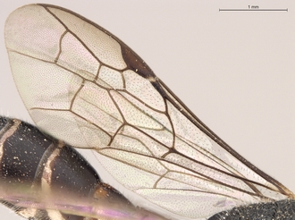 Sapygina_enderleini_SAM-HYM-A004132_wings