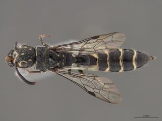 Sapygina_lobengulae_SAM-HYM-A004137_habitus_dorsal