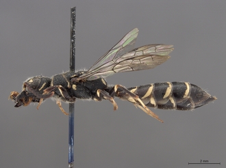 Sapygina_lobengulae_SAM-HYM-A004137_habitus_lateral