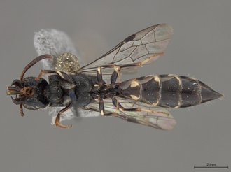 Sapygina_lobengulae_SAM-HYM-A004137_habitus_ventral