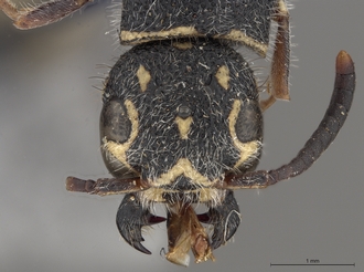Sapygina_lobengulae_SAM-HYM-A004137_head_anterior