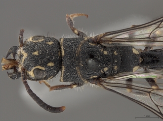 Sapygina_lobengulae_SAM-HYM-A004137_head_mes_dorsal