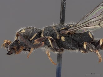 Sapygina_lobengulae_SAM-HYM-A004137_head_mes_lateral