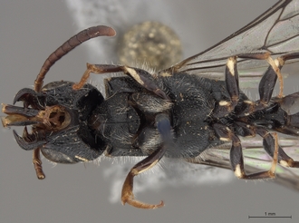 Sapygina_lobengulae_SAM-HYM-A004137_head_mes_ventral