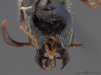 Sapygina_lobengulae_SAM-HYM-A004137_head_ventral
