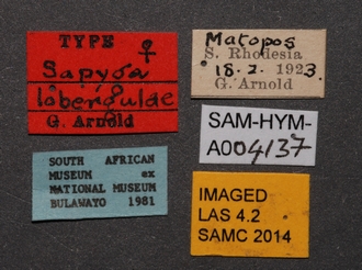 Sapygina_lobengulae_SAM-HYM-A004137_labels