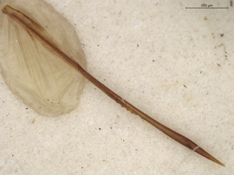 Sapygina_lobengulae_SAM-HYM-A004137_ovipositor