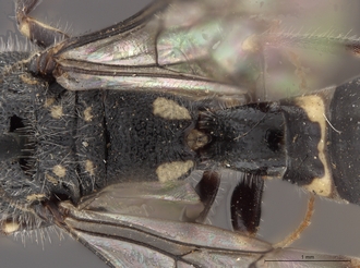 Sapygina_lobengulae_SAM-HYM-A004137_propodeum