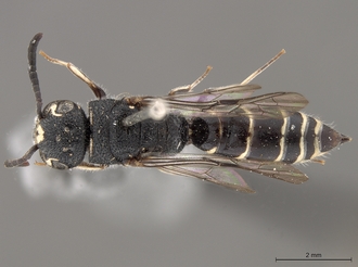 Sapygina_lugens_SAM-HYM-A004152_habitus_dorsal