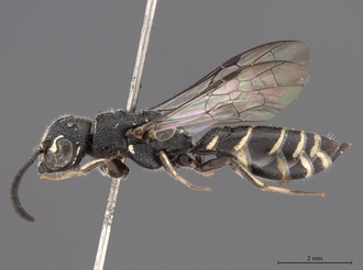 Sapygina_lugens_SAM-HYM-A004152_habitus_lateral