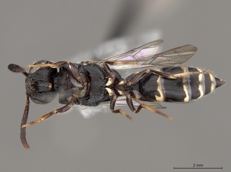 Sapygina_lugens_SAM-HYM-A004152_habitus_ventral