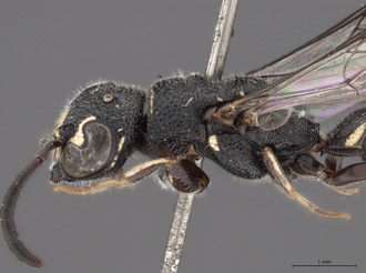 Sapygina_lugens_SAM-HYM-A004152_hea_me_lateral