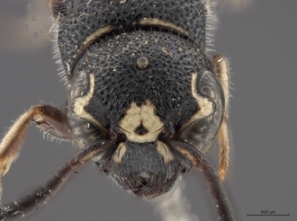 Sapygina_lugens_SAM-HYM-A004152_head_anterior