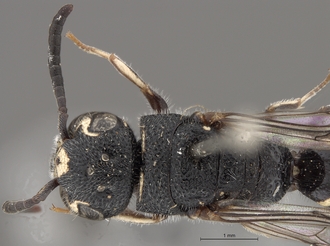 Sapygina_lugens_SAM-HYM-A004152_head_me_dorsal