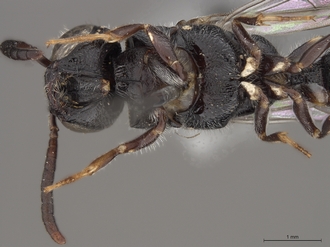 Sapygina_lugens_SAM-HYM-A004152_head_me_ventral