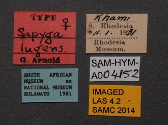Sapygina_lugens_SAM-HYM-A004152_labels