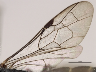 Sapygina_lugens_SAM-HYM-A004152_wings