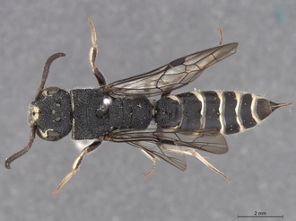 Sapygina_manica_SAM-HYM-A004151_habitus_dorsal