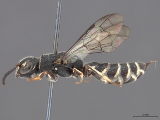 Sapygina_manica_SAM-HYM-A004151_habitus_lateral
