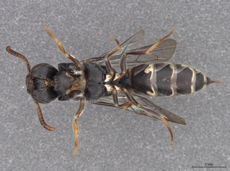 Sapygina_manica_SAM-HYM-A004151_habitus_ventral