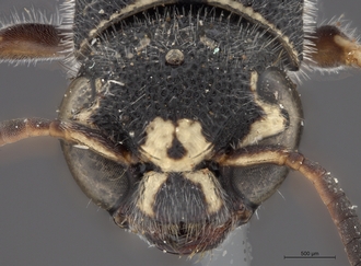 Sapygina_manica_SAM-HYM-A004151_head_anterior