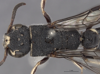 Sapygina_manica_SAM-HYM-A004151_head_me_dorsal