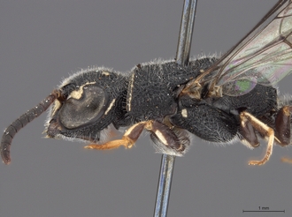 Sapygina_manica_SAM-HYM-A004151_head_me_lateral