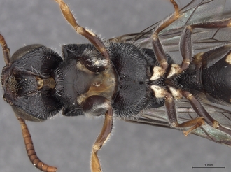 Sapygina_manica_SAM-HYM-A004151_head_me_ventral